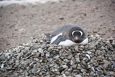 2D平台潜行冒险游戏《巴别图书馆》公布